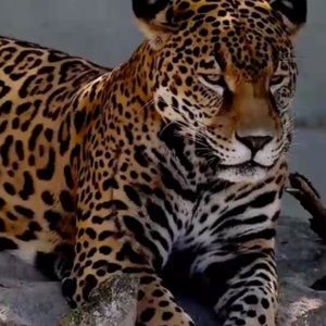 Meet your Posher, Isaac